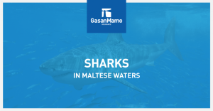 discover the fascinating world of sharks in malta, exploring these mediterranean predators' behavior, species, and role in the marine ecosystem.