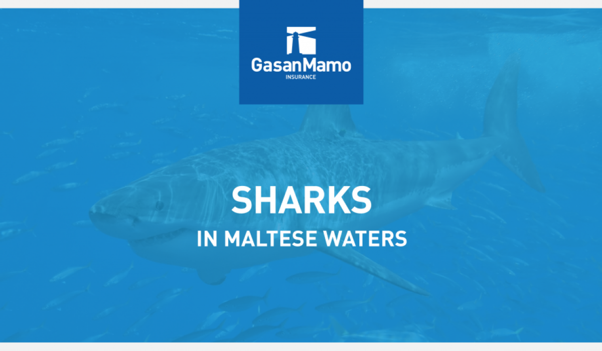 discover the fascinating world of sharks in malta, exploring these mediterranean predators' behavior, species, and role in the marine ecosystem.